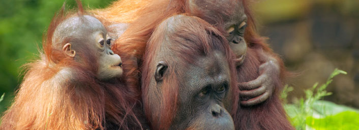 Mother orangutan and babies found in Orang Utan Sanctuary Borneo