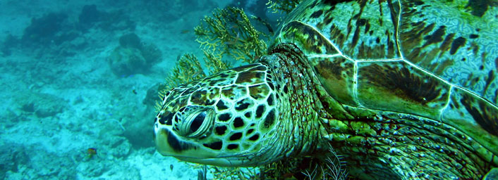 Sea turtle Sipadan in Sabah Borneo