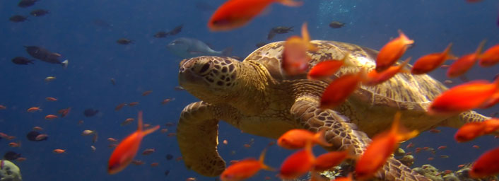 Marine life at Sipadan island in Malaysia