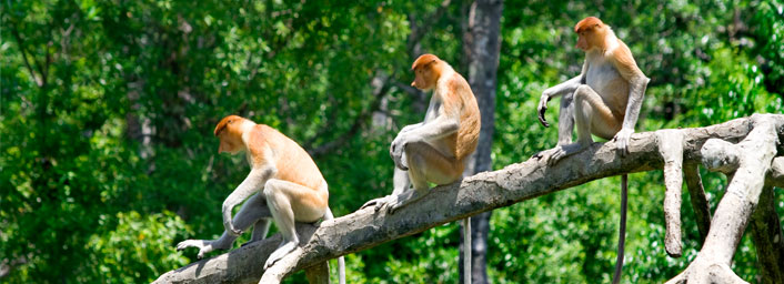 Proboscis monkeys in the mangrove, Kota Kinabalu, Malaysia