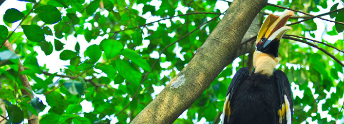 Great hornbills, found in Malaysian Rainforest, Sabah